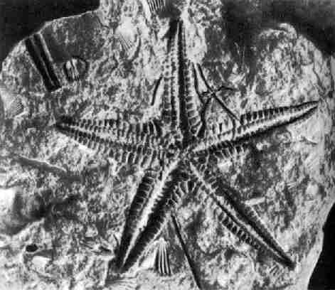 Ископаемые остатки морских беспозвоночных