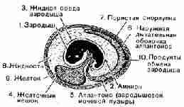 Основные черты строения амниотического яйца