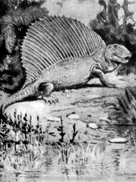 Диметродон (Dimetrodon), пермская ползающая рептилия