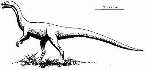 Coelophysis, типичный динозавр триасового времени