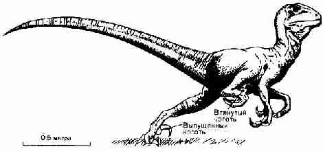 Deinonychus, хищник, вооруженный острыми когтями