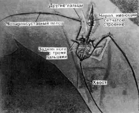Скелет Rhamphorhynchus, примитивной летающей рептилии