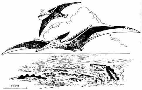 Птеранодон (Pteranodon), летающая рептилия
