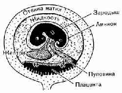 Основные черты зародыша и матки