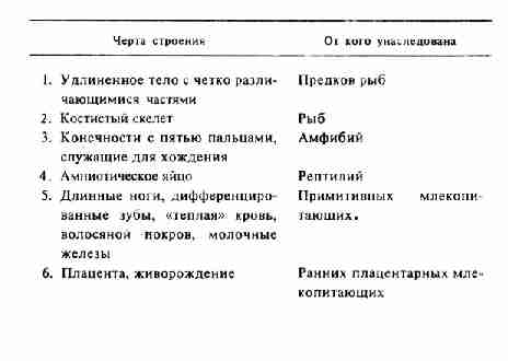 Основные особенности строения человеческого тела