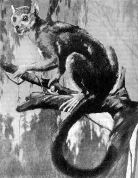 Один из ранних приматов, Notharctus